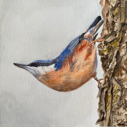 Nuthatch.